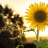 sunflower, flower, plant-1127174.jpg