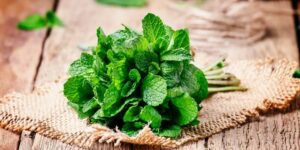 Menta, albahaca, plantas benéficas