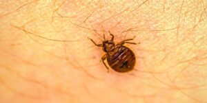 Control de chinches de cama en mendoza