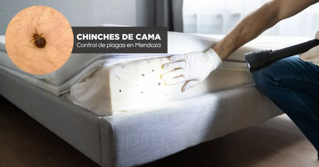 Control de plagas en Mendoza. Especialistas en chinches de cama