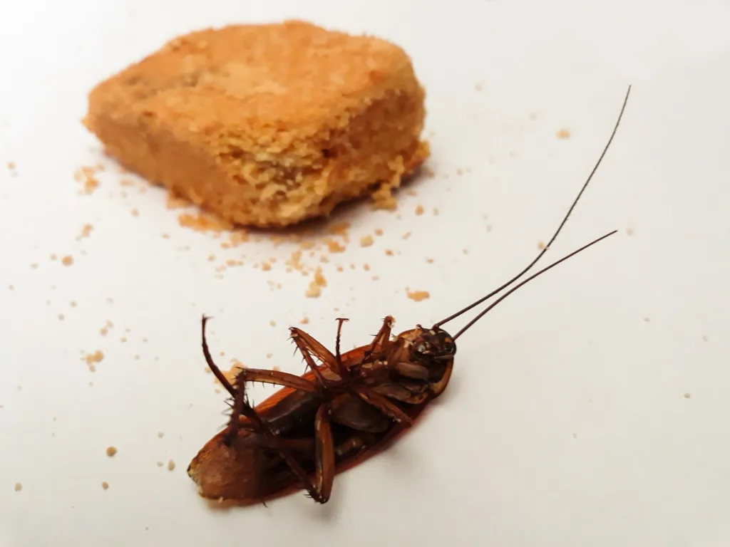 cucaracha, animal, primer plano-4404733.jpg