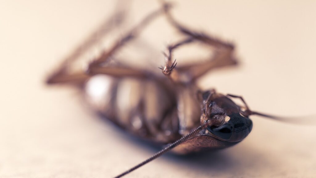 cockroach, pest, insect
