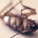 cockroach, pest, insect
