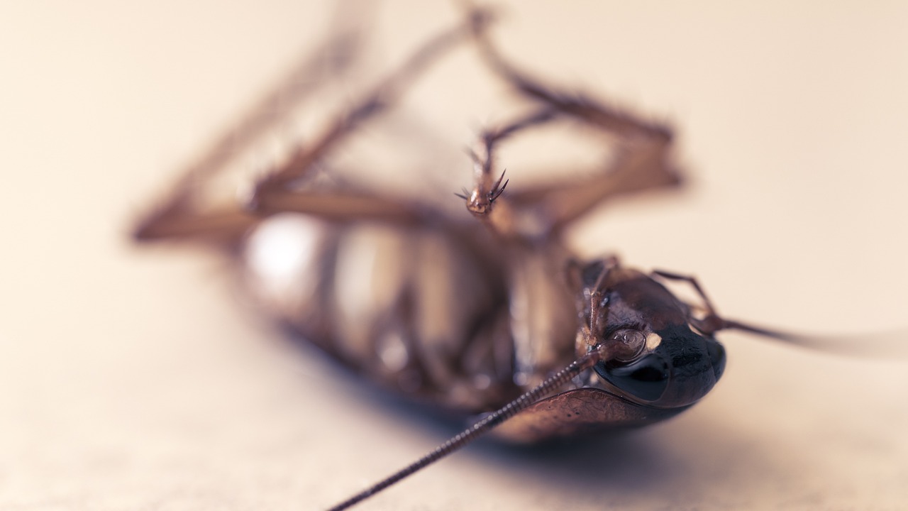 cockroach, pest, insect