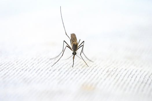 Consejos para prevenir y controlar mosquitos: